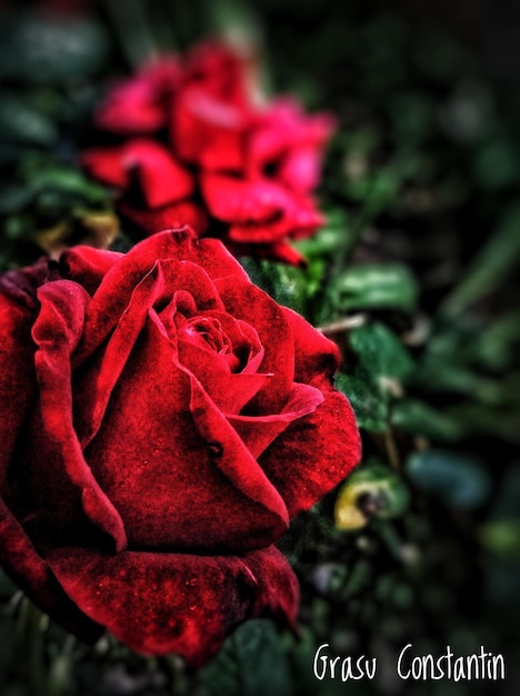 Photo close-up of red rose blooming outdoors