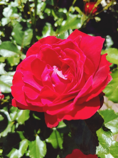 Close-up of red rose blooming outdoors