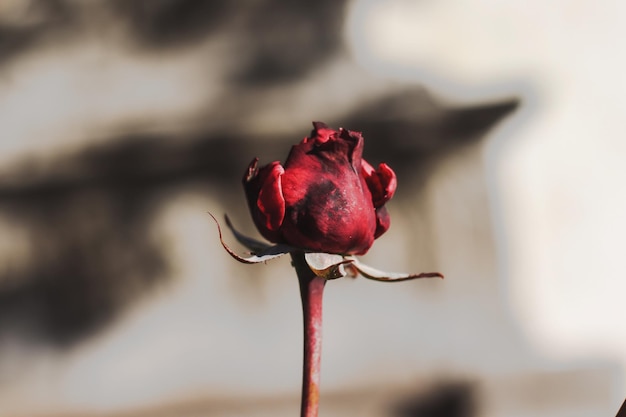 Photo close-up of red rose blooming outdoors