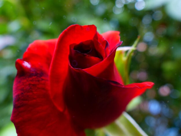 Close-up of red rose blooming outdoors