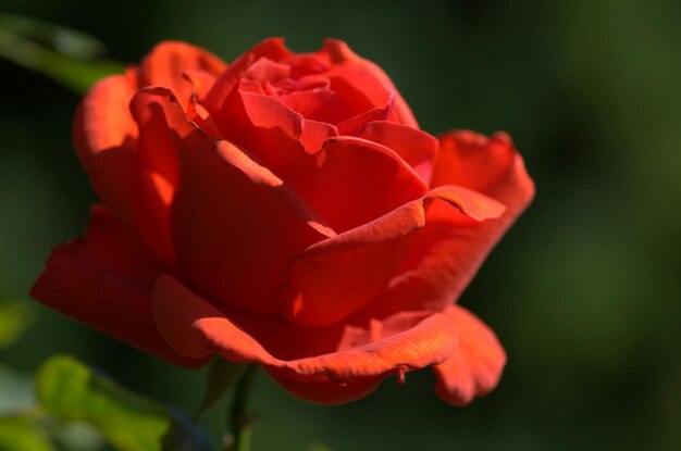 Close-up of red rose blooming outdoors