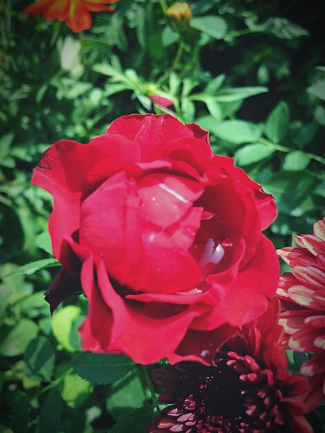 Close-up of red rose blooming in park