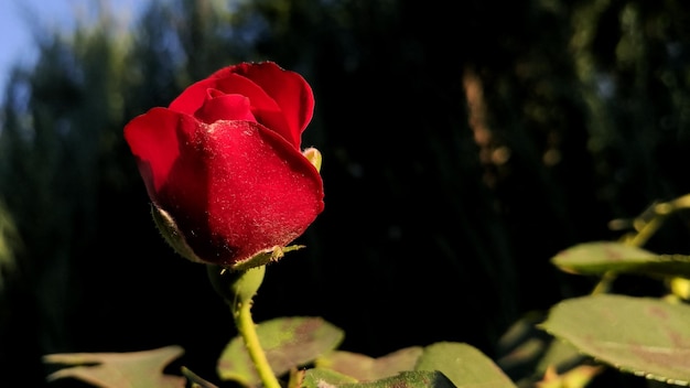 Close-up of red rose blooming in park