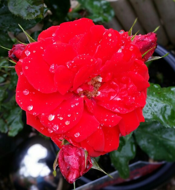 Close-up of red rose blooming