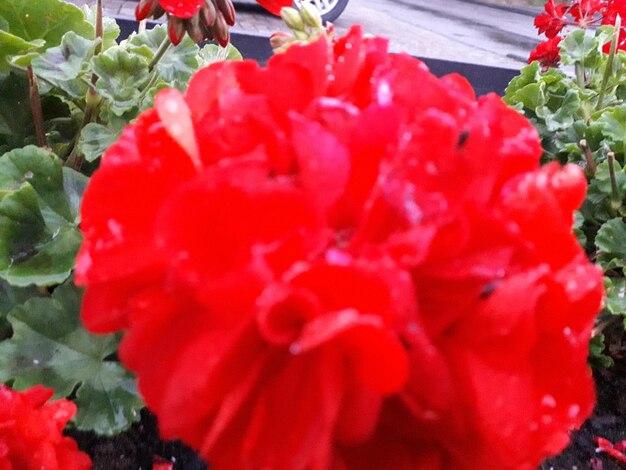 Close-up of red rose bouquet