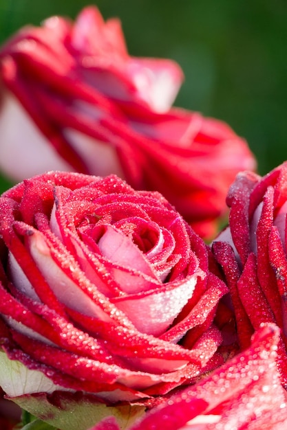 Photo close-up of red rose bouquet