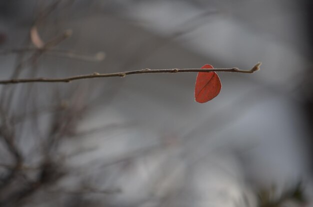 Foto close-up di una rosa rossa sul ramo