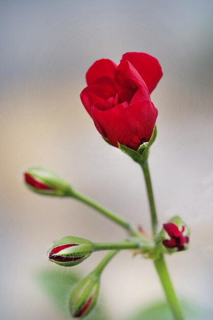 Photo close-up of red rose bud