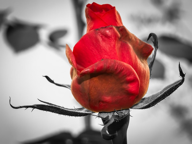 Photo close-up of red rose bud