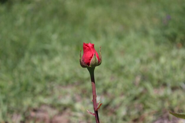 Close-up of red rose bud