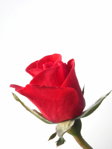 Close up of a Red rose bud