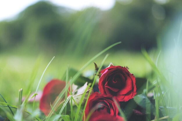 Photo close-up of red rose on field