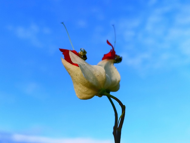 Close-up of red rose flower against blue sky