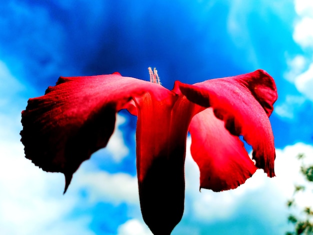 Foto close-up di un fiore di rosa rossa contro il cielo