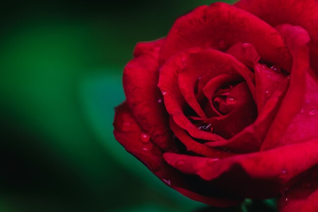 Close up red rose flower in garden. 