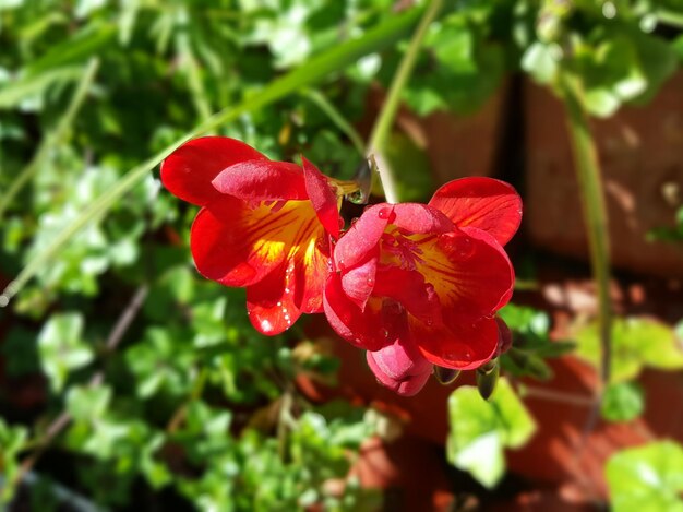 Close-up of red rose flower in park