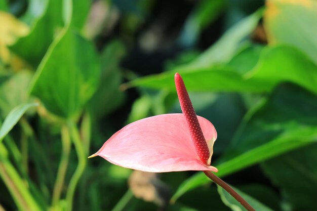 Foto prossimo piano del fiore di rosa rossa