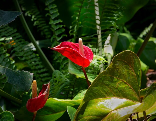 赤いバラの花のクローズアップ