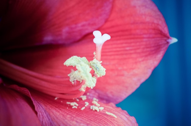 Photo close-up of red rose flower