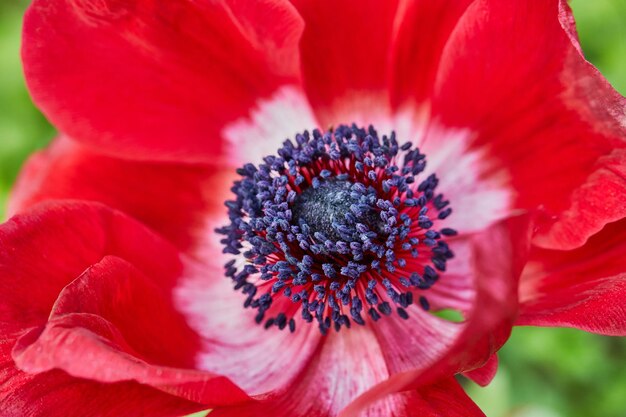 Close-up of red rose flower