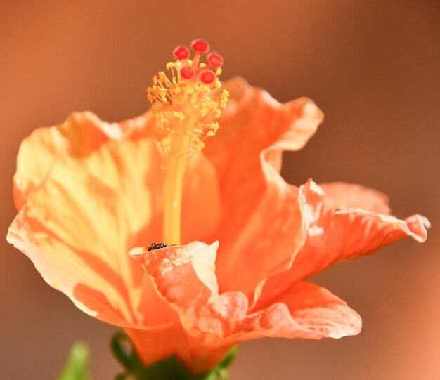 Close-up of red rose flower