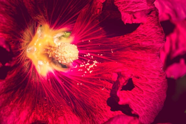 Foto prossimo piano del fiore di rosa rossa