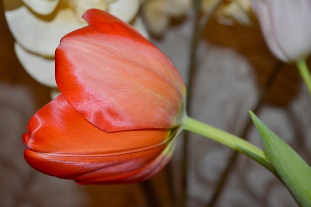 Foto prossimo piano del fiore di rosa rossa