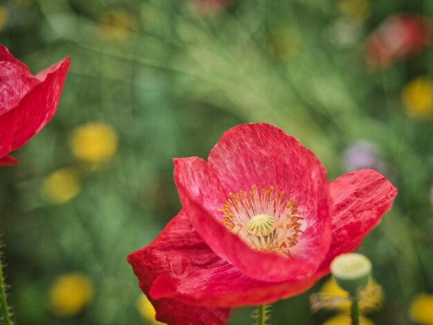 Close-up of red rose flower