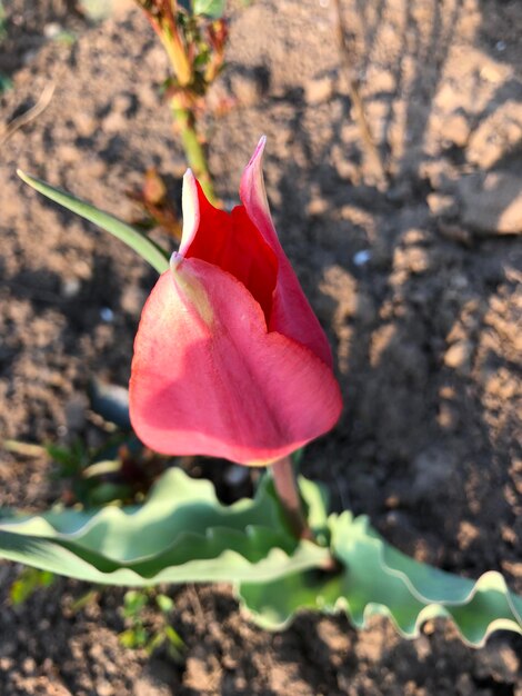 Foto prossimo piano del fiore di rosa rossa