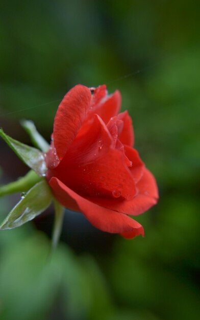 Foto prossimo piano del fiore di rosa rossa