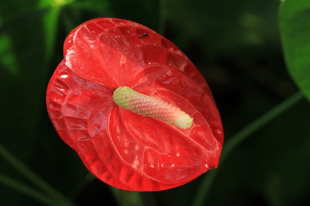 Foto prossimo piano del fiore di rosa rossa