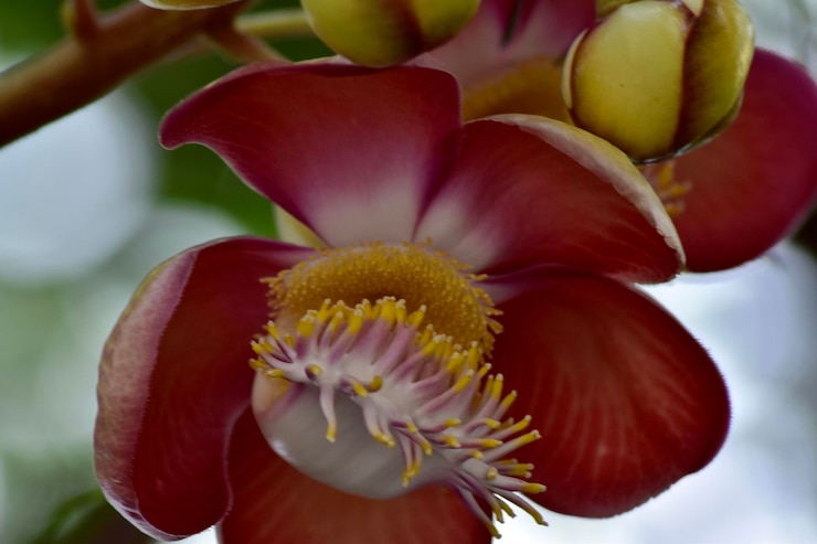Photo 赤いバラの花のクローズアップ