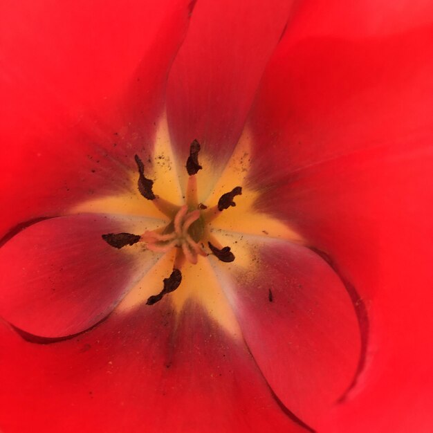 Close-up of red rose flower