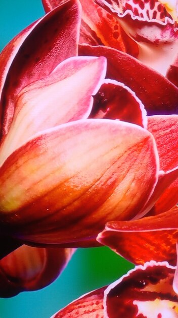 Close-up of red rose flower