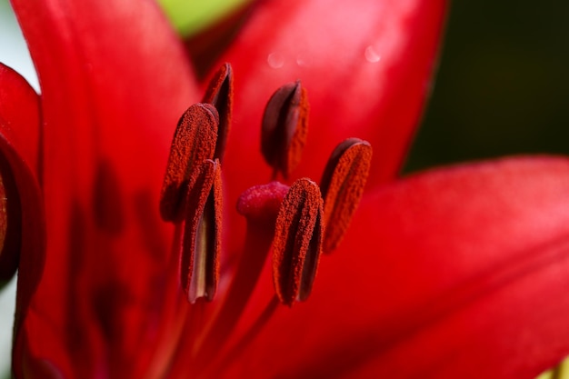 Foto prossimo piano del fiore di rosa rossa