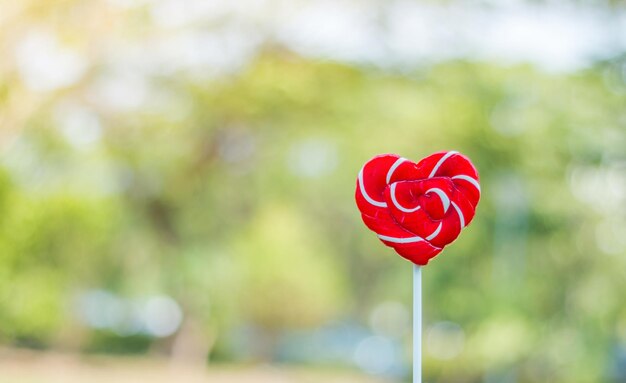 close-up of red rose flower