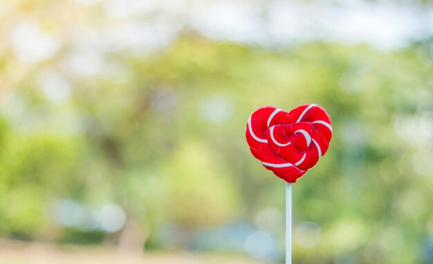 Photo close-up of red rose flower