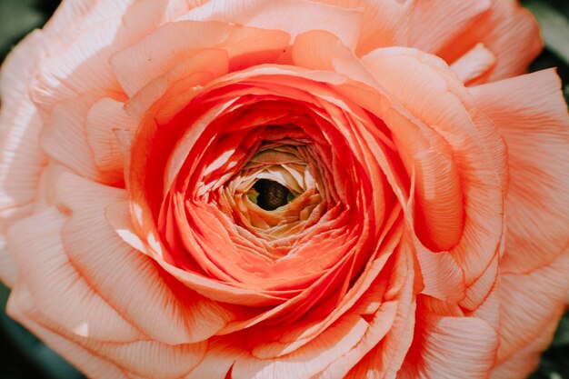 Photo close-up of red rose flower