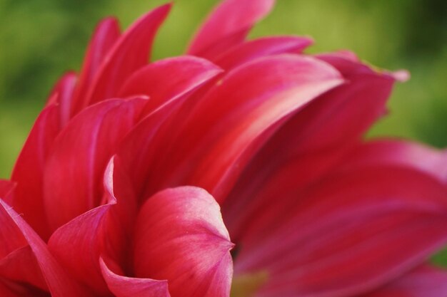 Close-up of red rose flower