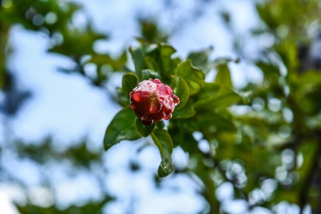 Foto prossimo piano del fiore di rosa rossa