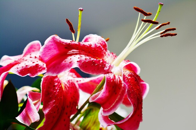 Photo close-up of red rose flower