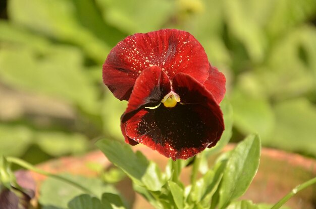 Foto prossimo piano del fiore di rosa rossa