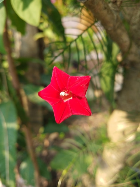 Foto prossimo piano del fiore di rosa rossa