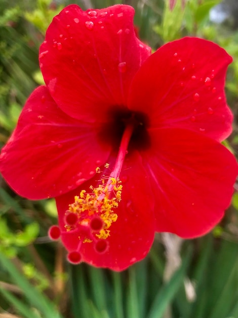 Close-up of red rose flower