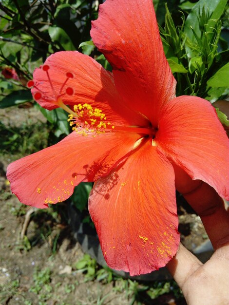 Close-up of red rose flower