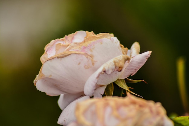 Foto prossimo piano del fiore di rosa rossa