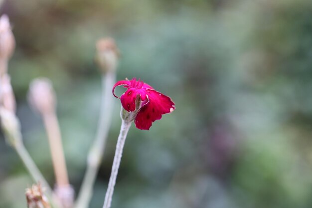 Foto prossimo piano del fiore di rosa rossa