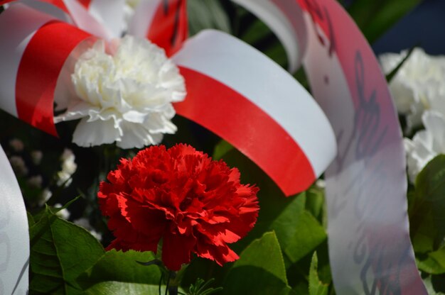 Close-up of red rose flower