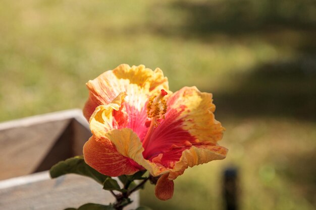 Close-up of red rose flower