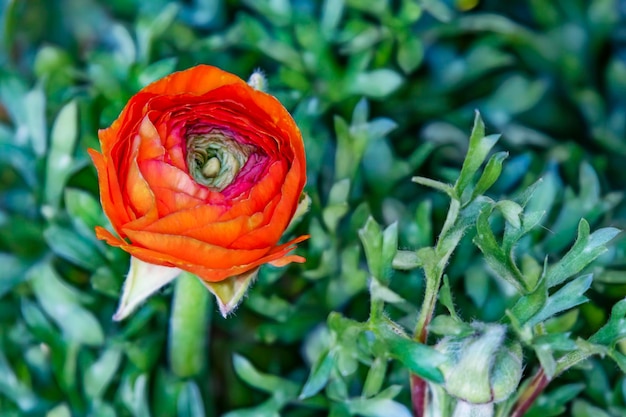 Photo close-up of red rose flower